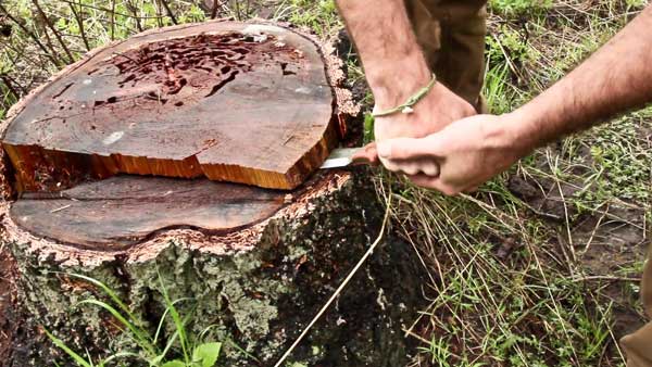 Jeff Zausch preparing logging stump as a fire base