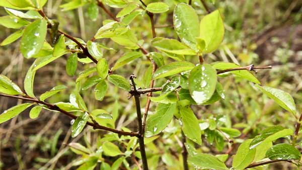 Rain droplets on natural vegetation in Caribou-Targhee National Forest