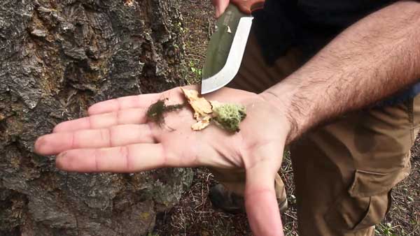 Tinder native to Caribou-Targhee National Forest that is good for fire starting in the rain